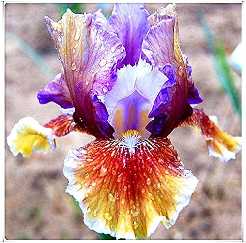 Iris Roots Bulbi Ornamentali Fiori Elegante Splendida Magia Bouquet Giardino Pianta-8 Lampadine