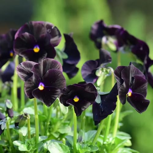 viola del pensiero - Viola tricolore d'appartamento esotiche ufficio di coperto semi di semi balcone 750pcs