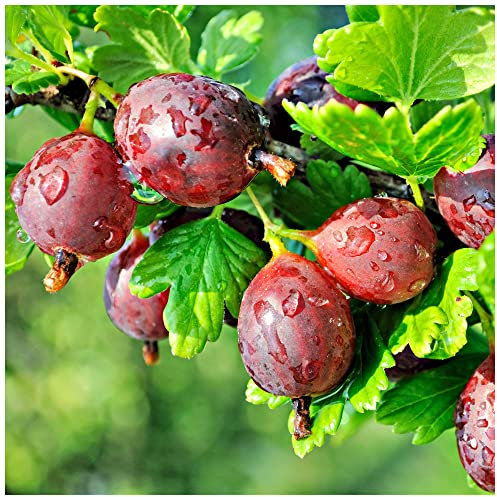10 Red Gooseberry 'Captivator' Plants/Ribes uva Crispa, Branched Fruit Bush 3fatpigs®
