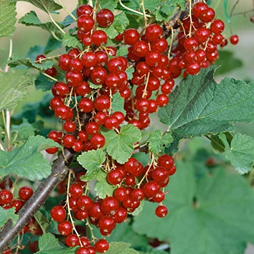 Rotfruchtige Johannisbeere 'Jonkheer van Tets', 10er-Set, Topf 2 Liter