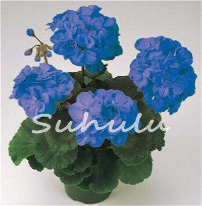 Grande promione! 30 Stück seltene Giallo Bordo Geraniensamen, perenne fiore semi di Pelargonium Peltatum Fiori impianto pro Garten 5