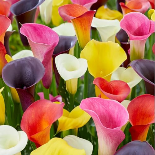 Calla Lily Bulbs.Strong Plants That Grow Well Mix Golden Jade Carving Feels Beautiful-5 Bulbs-A