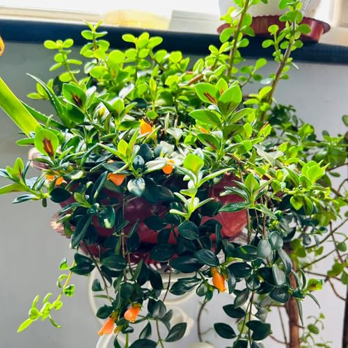 semillas de clorofito de pez dorado - resistentes al invierno para el jardín Decoración de sala de estar, colgante, balcón resistentes de hoja perenne 75pcs