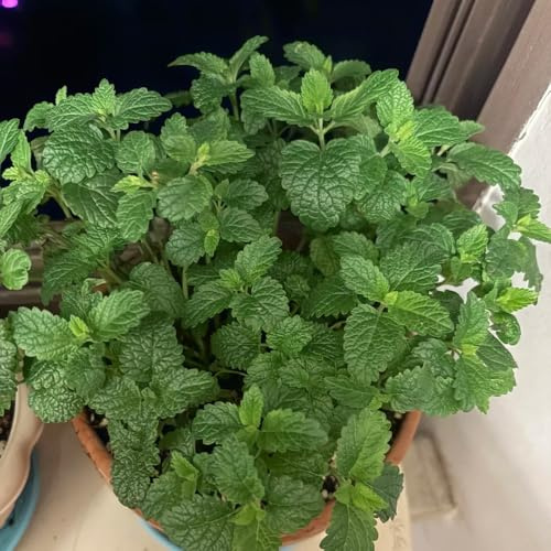 semillas resistentes de melisa - jardín perennes exterior 450pcs