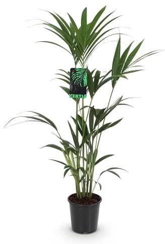 Howea Forsteriana – Kentia palm – 120–130 cm – 21 cm – lättskött inomhuspalm med eleganta snören – robust, luftrenande grön växt för moderna interiörer