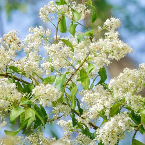 semillas de aligustre - de jardín invernadero interior en balcón raro variedades orgánicas tradicionales jardín rocas balcón 100pcs