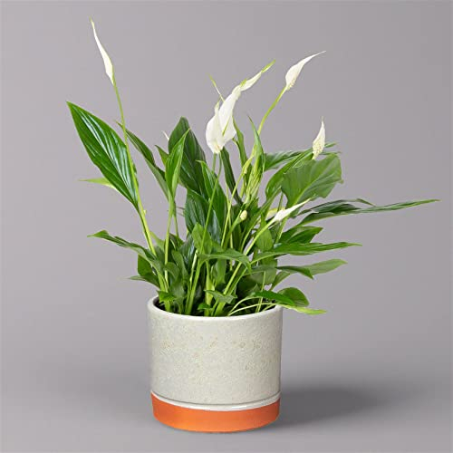 Einblatt 'Bellini' in Keramiktopf Lauren grün, Topf-Ø 13 cm, Höhe ca. 30 cm