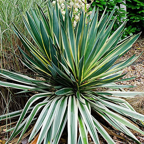 Yucca Variegata - Variegated Spanish Dagger | Evergreen Potted Grassy Shrub for Sale (10-30cm Incl. Pot)