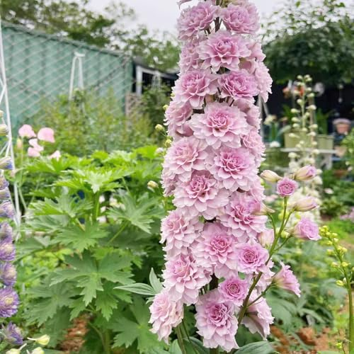 500 pcs rittersporn pflanzen kaufen samen flowers hochbeett deko pflanze bienen wiese Delphinium grandiflorum - Consolida ajacis plants praktische geschenke balkon pflanzen winterfest