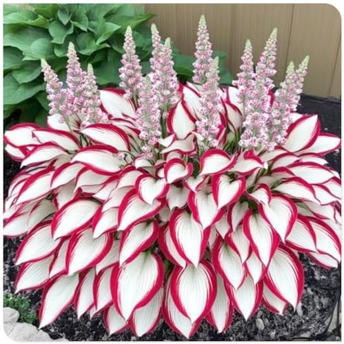 Bulbos de hosta/Hosta/Hosta Rizoma-FáCil De Mantener rara Crea RáPidamente Un Hermoso JardíN-H-4 Rizoma