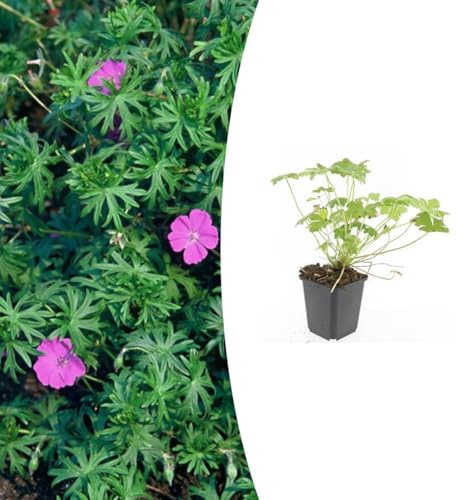 Geranium 'Tiny Monster' | 48 stycken - 10-25cm - Ø9cm - Trädgårdsväxt