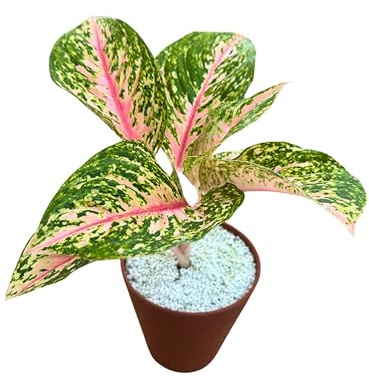 I GIARDINI DI GIULIA - Pianta Aglaonema 'Red Siam' in IDROCOLTURA con Perlite - Vaso da 16 cm con Riserva d'Acqua, Bagnatura ogni 20/30 giorni, Pianta Rara.