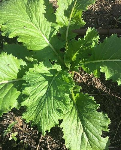 Buy4seeds 18 Seeds Mustard Green Wave. Spicy Asian Spinach Leaf Salad Vegetable Seeds Easy to Grow