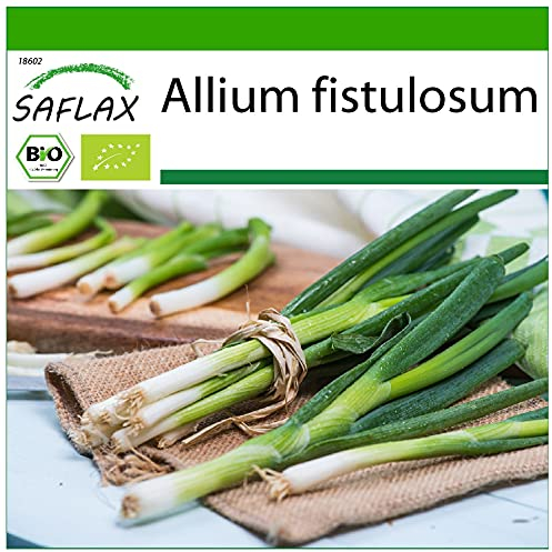 SAFLAX - Ecológico - Cebolla tierna - Ishikura japonés - 150 semillas - Allium fistulosum