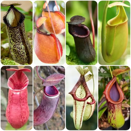 Nepenthes-kannenpflanze, alte sorten fleischfressende kräutergarten grünpflanzen winterharte für garten balkongewächshäuser seltene 150Samen