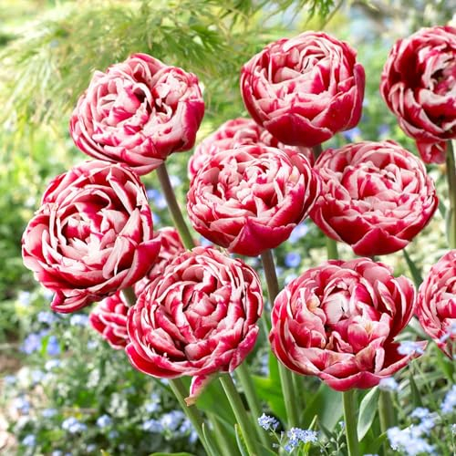 Bulbes de tulipes Double Red-White Passion (20 pièces) tulipes exclusives de Hollande, résistantes au froid et vivaces pour le jardin, les pots, le balcon d'Amsterdam (gros bulbes, pas de graines)