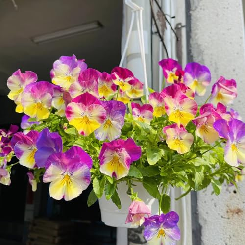 Stiefmütterchen Winterhart, steingartenpflanzen winterhart Viola tricolor, gartenpflanzen gartendeko für draußen geschenke für gartenliebhaber 600Samen