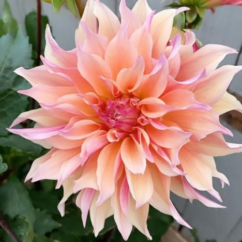 biologico Dalia bulbi,Piante perenni,Dalia pianta vera,resistenti al freddo,Tagliare,Facile da curare(non artificiali)-2 bulbi-B