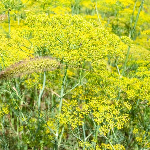 semi di aneto perenni, giardino di sul balcone di aneto biologici di biologici, balcone rare, biologici 500pcs