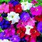 Haloppe 200 Unids Petunia Flores Plantas Semillas para Plantación de Jardín en Casa, Petunia Semillas Color Mezclado Petunia Semillas para Maceta Semillas