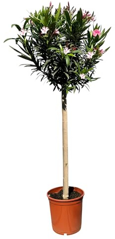 Sunny Tree - Pflanze - Oleander auf Stamm - Nerium Oleander - Höhe 150-170 cm - Farbe Rosa - Immergrün im Winter - Mediterrane Pflanze