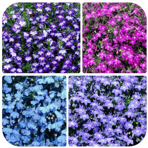 5200+ Perennial Mixed Lobelia Seeds for Planting-Non-GMO Heirloom Lobelia Ground Cover Flowers Great for Hanging Baskets, Pots and Containers