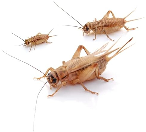 Heimchen groß 500 STK. - Futterinsekten