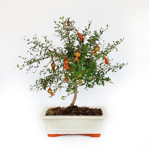 KENTIS - Bonsai di Melograno - Punica Granatum - Piante Vere da Frutto da Esterno - Giardino Balcone Terrazzo - H 25-35 cm Vaso in Ceramica 19 cm