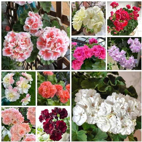 semi di geranio pelargonium appesi, resistenti all'esterno, decorativi rare, decorazione del soggiorno, resistenti 40pcs