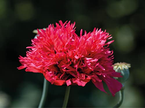 deutsche Samen vom Gefüllten Roter Mohn - einjährigen rote Mohnpflanze – gefüllter Mohn bei Hummeln beliebte Blume - gefüllte Mohnblumen Saat – weinrote & dunkelrote Mohnblüten (150 Samen)