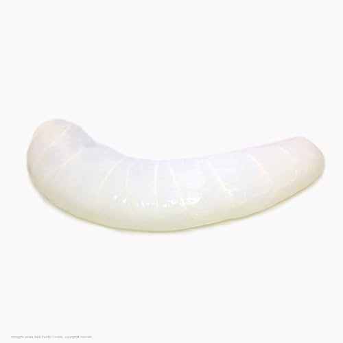 Budello naturale di Bovino Bondiana caps per coppa calibro 140+ mm lung. 45 cm