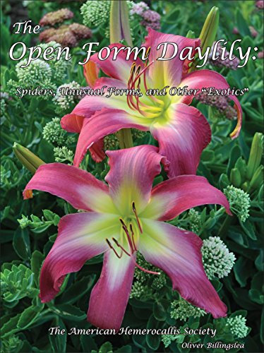 The Open Form Daylily