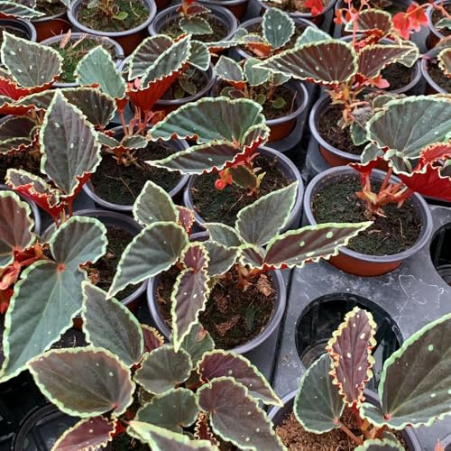 semillas de begonia verdes exóticas Begonia trucha de interior fáciles cuidar decoración resistentes jardines rocas verano lugares soleados 750pcs