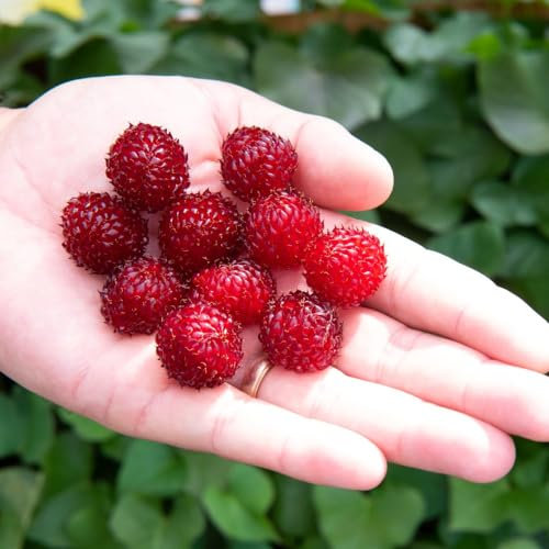 Rubus 'Hararasp' Raspberry Tree - Space-Saving, Disease-Resistant, Glossy Berries - Ideal for Small Gardens and Patios - 2X 9cm Potted Plant by Thompson & Morgan