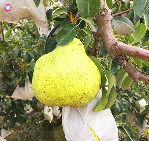 Shopmeeko 20 STÃœCKE Hässliche Birne pflanze AutumnYellow Gold Birnenbaum pflanze Super SüÃŸe Frucht pflanze Garten Mehrjährige Fruchtpflanze
