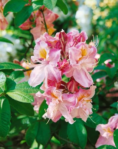 Rhododendron luteum 'Cecile' 80-100 cm - Gelber Azalee, duftende gelbe Blüten, Blütezeit Mai-Juni, ideal für Rabatten, bienenfreundlich, winterhart