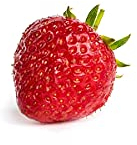 10 Senga Sengana Erdbeerpflanzen - PowerPlug Pflanzen (sehr gut durchwurzelt) - Pflanzzeit: März/April - Ernte: Juni - Erdbeersetzlinge/Erdbeerstecklinge - Erdbeerprofi.de