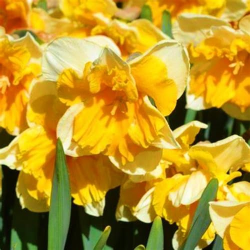 Narzissenzwiebel-Winterhart MehrjäHrig,Narzissen Knollen,Narzissenzwiebel,Narzissen Zwiebeln Winterhart,Gartenblumen,Winterharte Stauden,Bonsai Pflanze