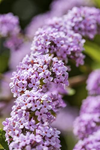 Buddleja alternifolia 40–60 cm – Winterhart, Mehrjährig, Pflegeleicht – Hänge-Sommerflieder – Zierstrauch für Garten & Bienenweide
