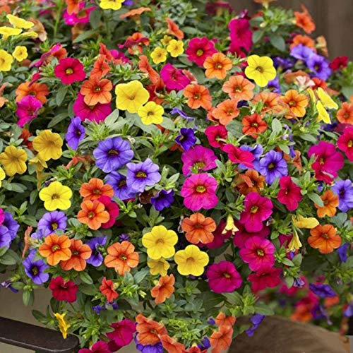 200 Seeds Heirloom Hanging Petunia Mixed Seeds Color Waves Hanging Basket Petunia Beautiful Flowers Light Up Your Garden, Plant Seeds Flower Seeds for Planting 200 Seeds