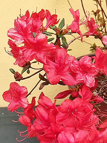 Azalea Japonica Fiore Rosso Pianta Vaso 23 cm