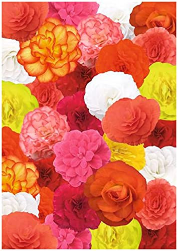 PREMIER SEEDS DIRECT - Begonia Tuberous Seeds - Non Stop - Mixed F1 (150 Pellets)