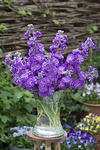 VIOLACCIOCCA EXCELSIOR LAVANDA NR.30 SEMI