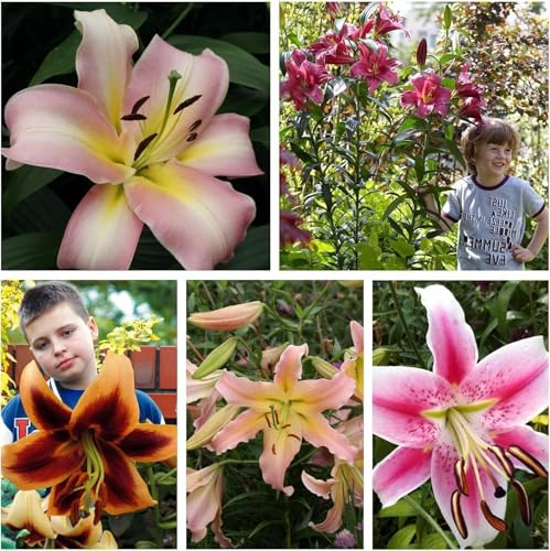 Baumlilie-Riesenlilie Mischung - Frische, große und heilsame, frosthart,