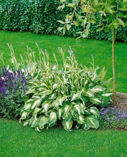Hosta undulata 'Mediovariegata' 11 cm Topf – Winterhart, Mehrjährig, Pflegeleicht – Funkie – Blattschmuckstaude für Schattenbeet & Kübel