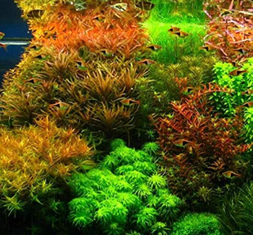 SwansGreen Pellia Java Aquarium-Samen für lebende Fische, Moos, Farn, Aquarium-Pflanze, Dekoration, Ornament, 1000 Stück/Beutel