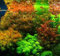 SwansGreen Pellia Java Aquarium-Samen für lebende Fische, Moos, Farn, Aquarium-Pflanze, Dekoration, Ornament, 1000 Stück/Beutel
