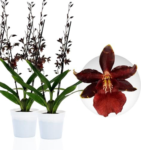 Véritable orchidée Densdrobium Black Cat. 2 grandes plantes d'intérieur de Hollande. 30-40 cm de haut, avec des fleurs et parfumées. (pas d'orchidée artificielle, sans engrais ni pot)