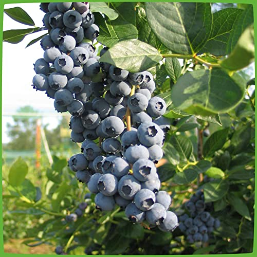 Heidelbeere 'Duke' - Blaubeeren Pflanze mit hohen Erträgen. Ein Heidelbeerstrauch mit süßen blauen Beeren. Qualitätspflanze im Container von Garten Schlüter
