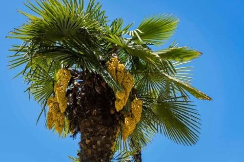 Mediterrano - Fertilizzante per palme, perfetto per palme dure, crescita forte e foglie sane!, 10 kg